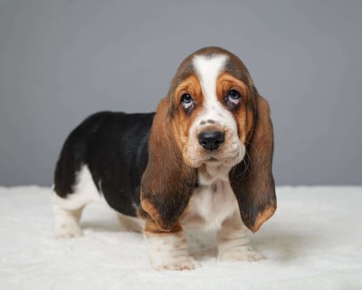 Basset Hound Puppies for Sale