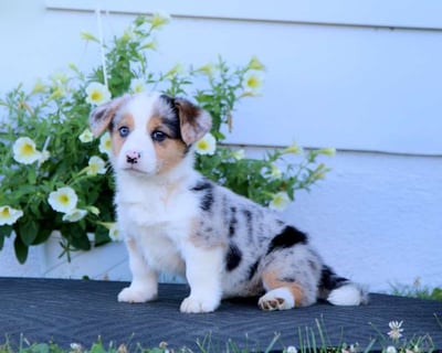 Pembroke Welsh Corgi Puppies for Sale