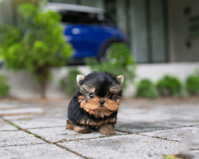 Teacup Yorkies for Sale