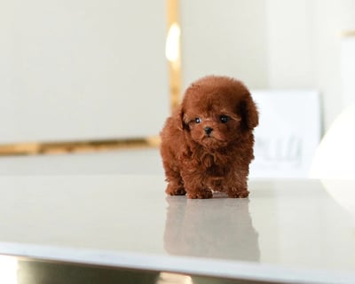 Poodle Puppies for Sale