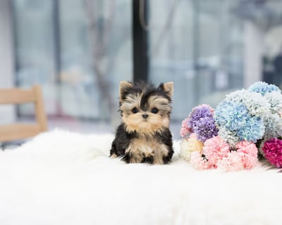 Teacup Yorkies for Sale