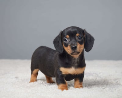 Dachshund puppies for sale