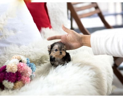 Teacup Yorkies for Sale