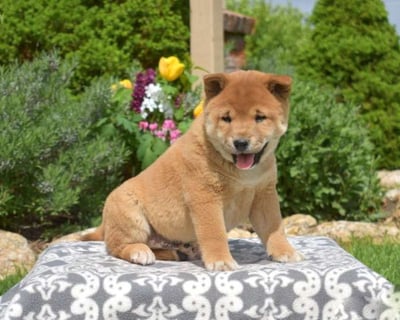 Shiba Inu puppies for sale