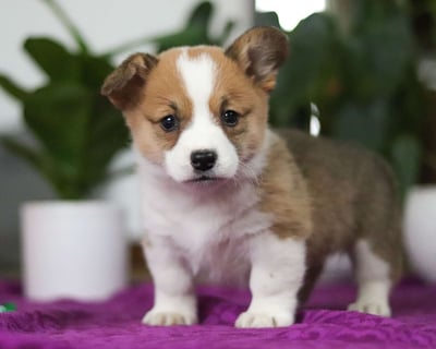 Pembroke Welsh Corgi Puppies for Sale