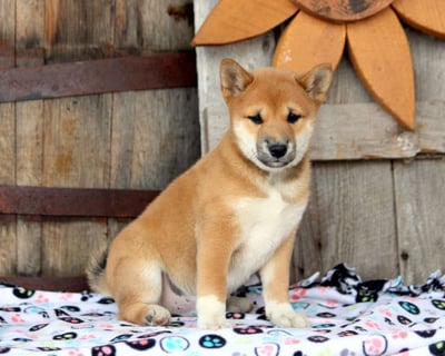 Shiba Inu Puppies for Sale 