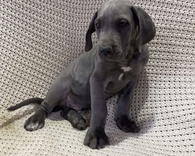 Great Dane Puppies for Sale
