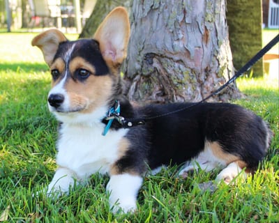 Pembroke Welsh Corgi Puppies for Sale