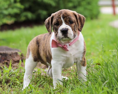 Beabull Puppies for Sale