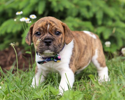 Beabull Puppies for Sale