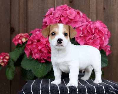 Jack Russell puppies for sale 