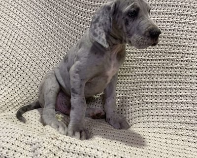 Great Dane Puppies for Sale