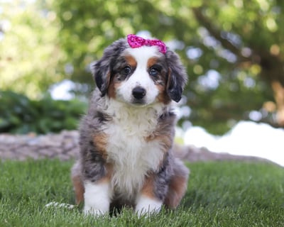 Australian Mountain Doodle Puppies for Sale
