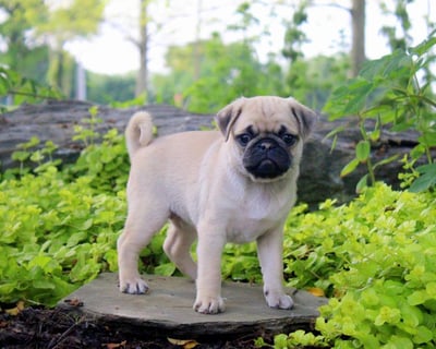 Pug Puppies for Sale