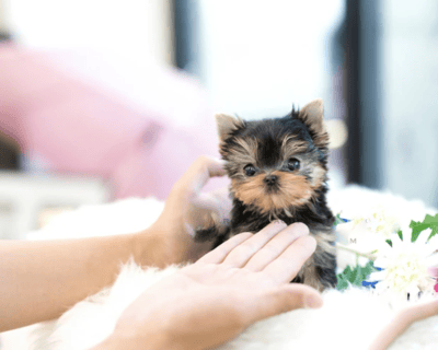 Teacup Yorkie Puppies for Sale