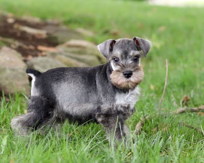 Schnauzer Puppies for Sale