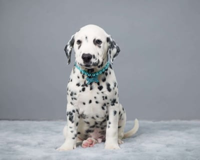Dalmatian Puppies for Sale