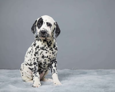 Dalmatian Puppies for Sale