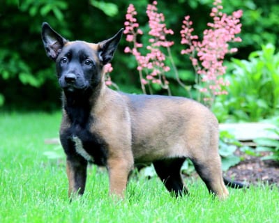 Belgian Malinois Puppies for Sale