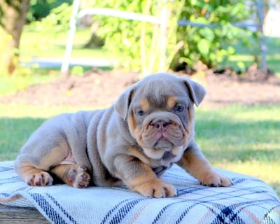 English Bulldog Puppies for Sale
