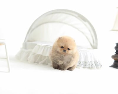 Teacup Pomeranian Puppies for Sale