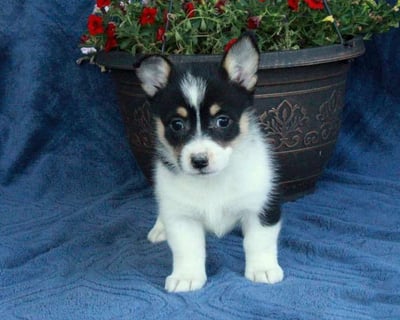Pembroke Welsh Corgi Puppies for Sale