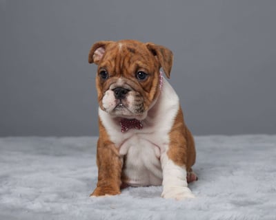 English Bulldog Puppies for Sale