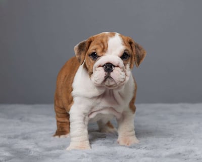 English Bulldog Puppies for Sale