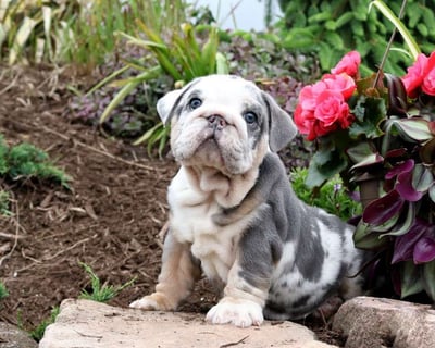 English Bulldog Puppies for Sale