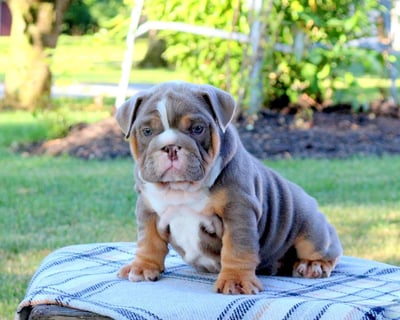 English Bulldog Puppies for Sale