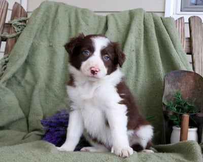 Border Collie Puppies for Sale