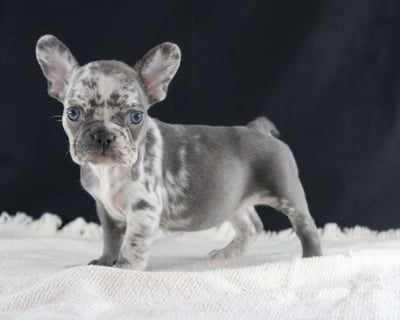 French Bulldog Puppies for Sale