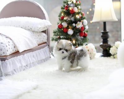 Teacup Pomeranian Puppies for Sale 