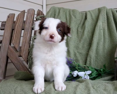 Border Collie Puppies for Sale