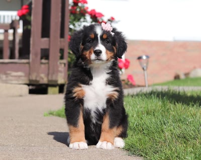 Bernese Mountain puppies for sale