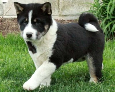 Shiba Inu puppies for sale