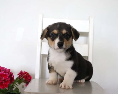 Corgi Puppies for Sale