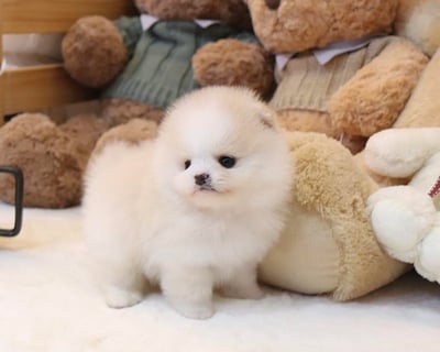Teacup Pomeranian Puppies for Sale 
