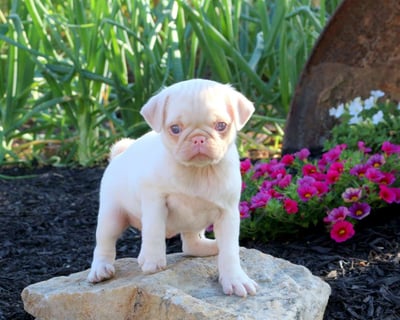 Pug Puppies for Sale