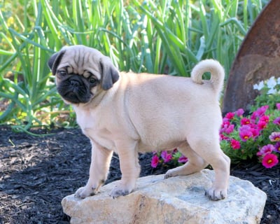 Pug Puppies for Sale
