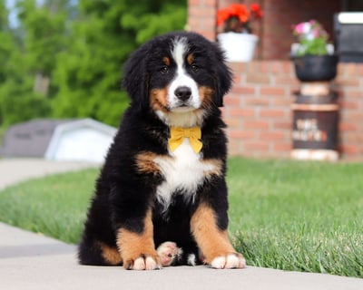 Bernese Mountain puppies for sale