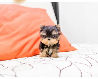 Teacup Yorkies for Sale