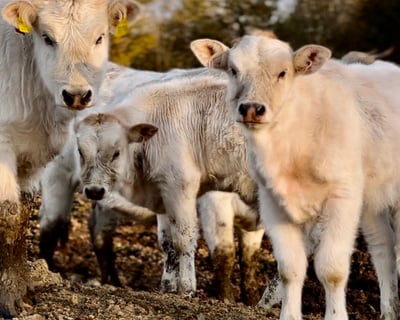 Cows and calves on an Emilia-Romagna farm, representing sustainable and local farming