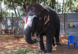 Temple elephant