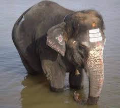 Temple elephant
