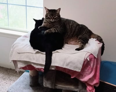 Johnny affectionately holding Night as they snuggle on a cat bed, showcasing their close bond.