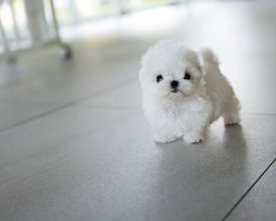 Teacup Maltese Puppies for Sale