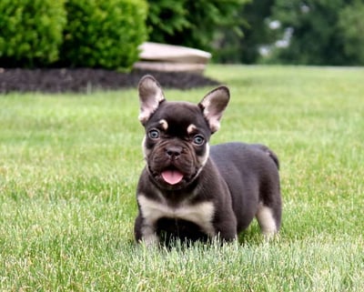 French Bulldog Puppies for Sale