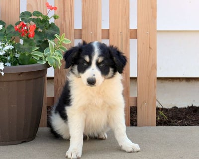 Border Collie Puppies for Sale