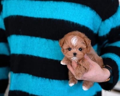 Teacup Maltipoo Puppies for Sale